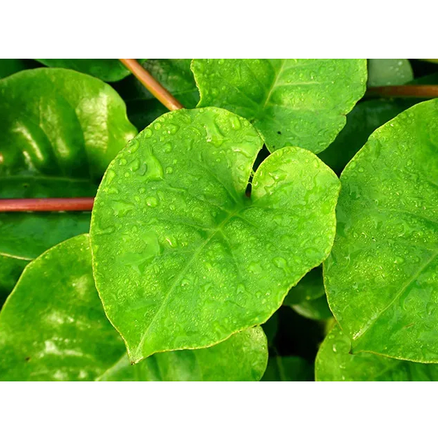 

Daun binahong segar 50 lembar