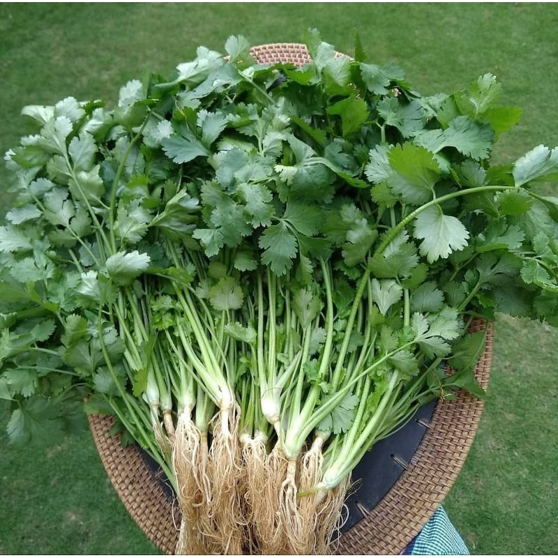 

DAUN WANSUI / IKAT -65 Gr