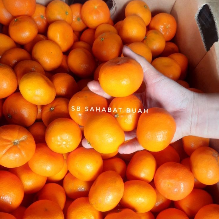 

TXGS3688 ORIGINAL% BUAH JERUK SANTANG AUSTRALIA TANPA BIJI 500gr