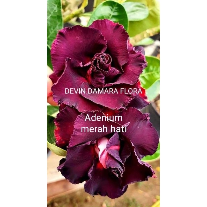 tanaman hias ADENIUM bunga tumpuk merah hati ADENIUM bung tumpuk