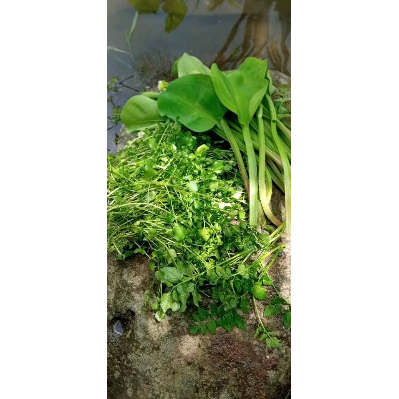 

gendot/genjer/500gr_bonus 1bunga kecombrang