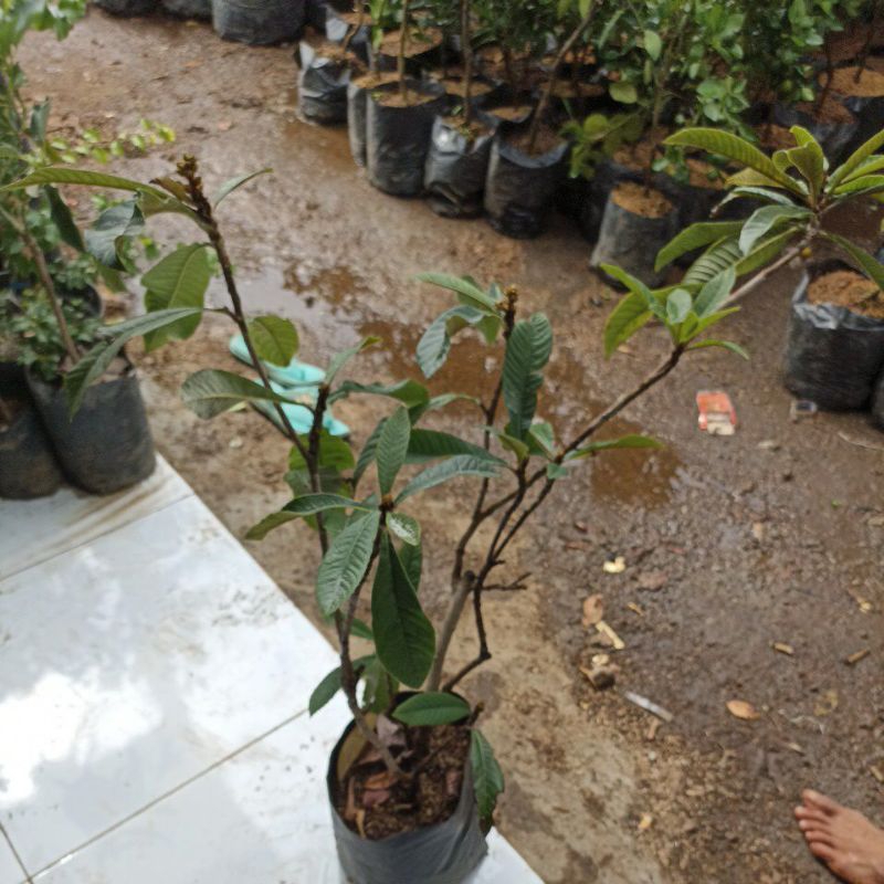 Leci kondisi berbunga