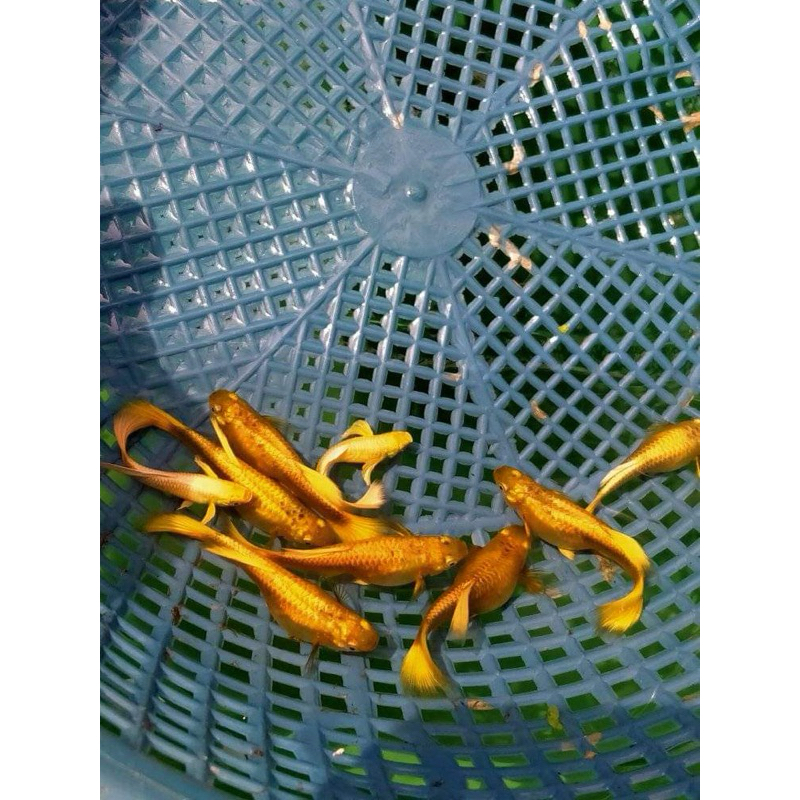 Guppy super gold siap buat ternak