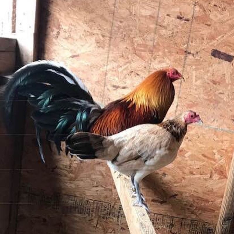 telur ayam peru paket 4 butir red brond
