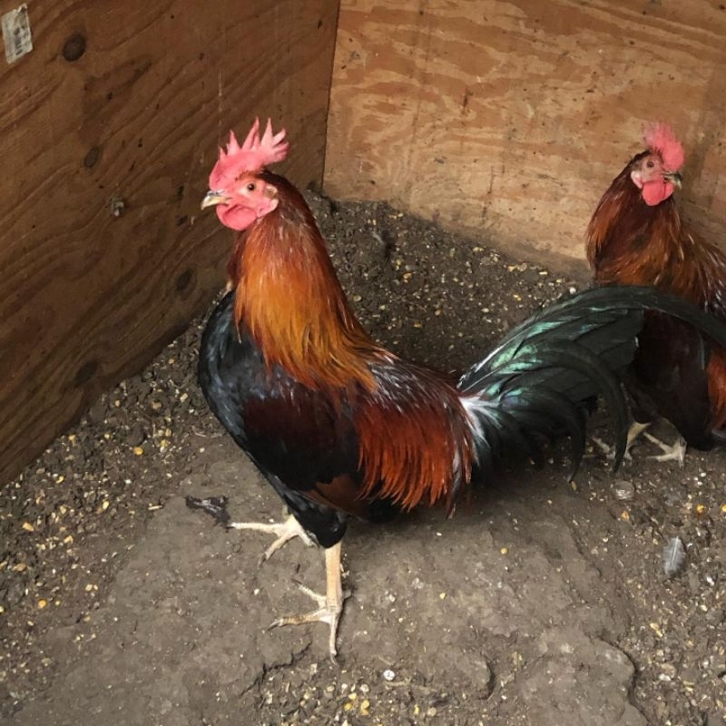 

telur ayam sweter ak 47 paket 4 butir