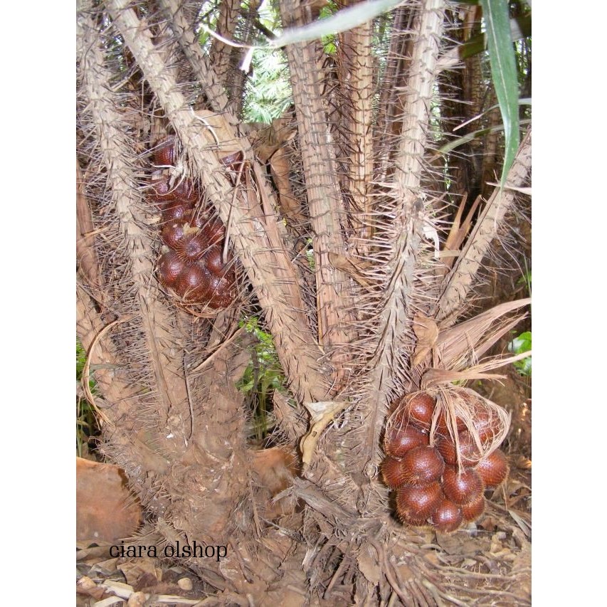 

500 gram Akar pohon salak segar fresh / akar salak asli herbal alami
