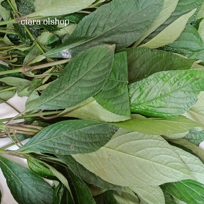 

Daun Keji Beling Segar 500 gram herbal alami