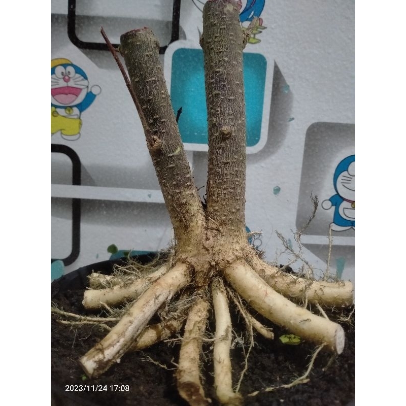 bahan bonsai anting putri cabang