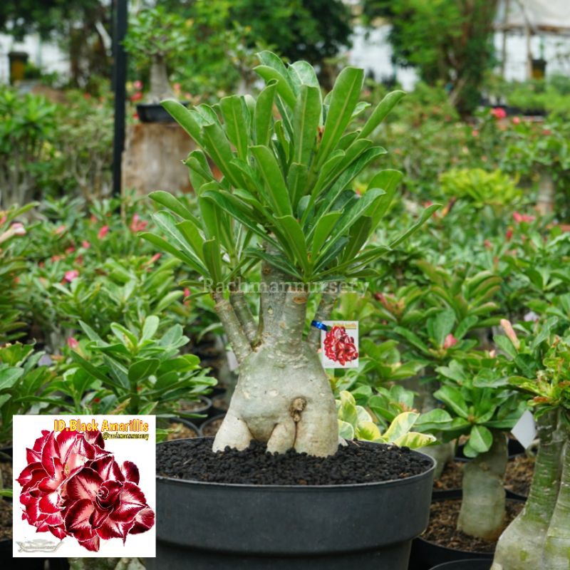 Adenium Bunga Tumpuk Size B++