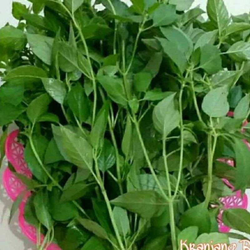 

KEMANGI
