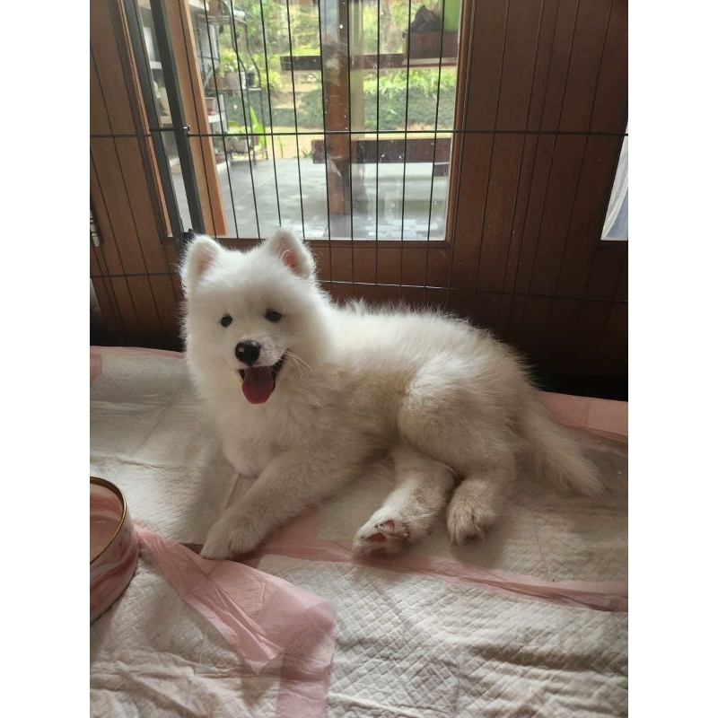 Jual Samoyed