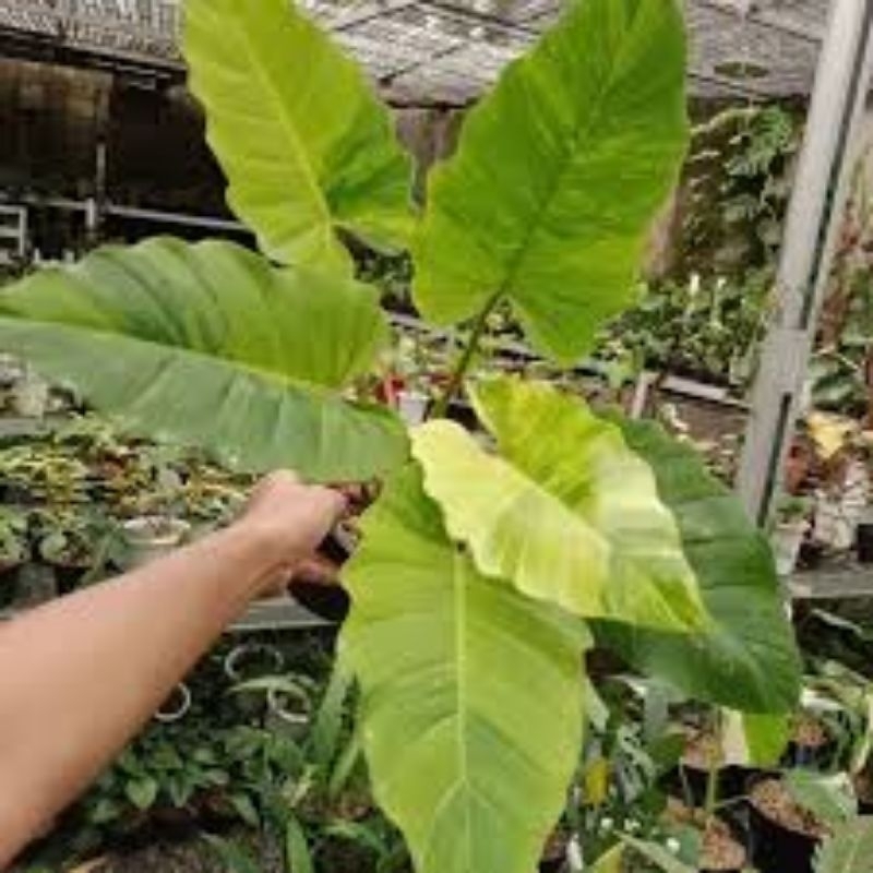 tanaman hias jungle fever