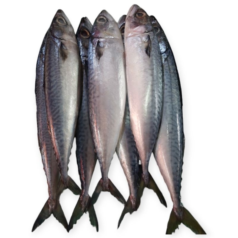 

ikan makarel segar