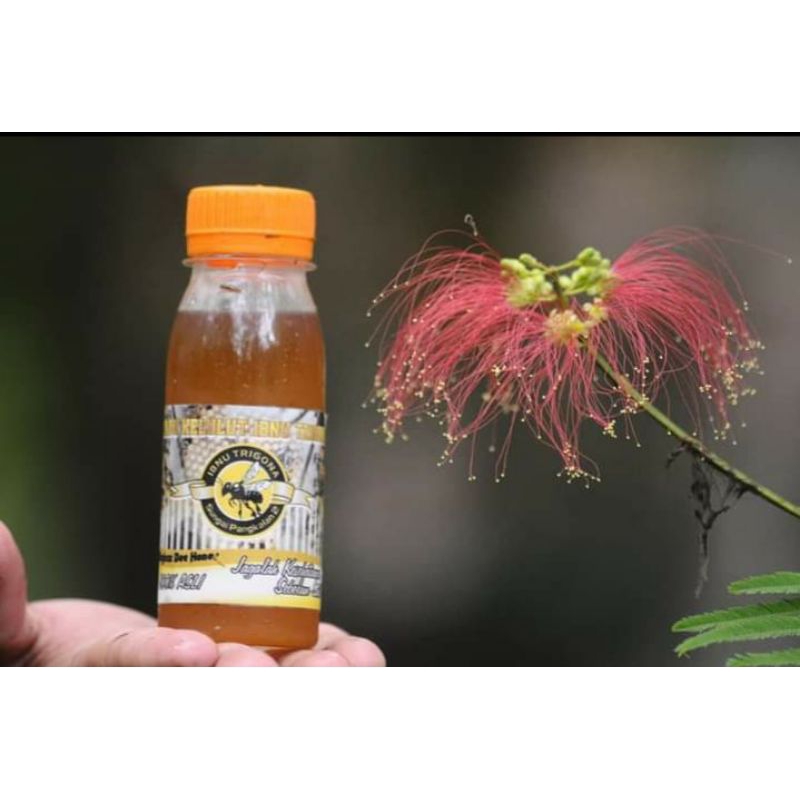 

Madu kelulut asli 100ml/madu kelulut itama 100ml