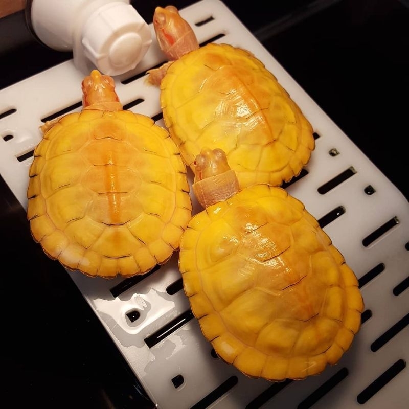 Res Albino / Albino Red Eared Sliders