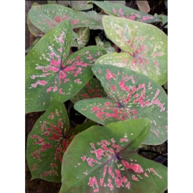CALADIUM Bintik Merah~Keladi bintik merah