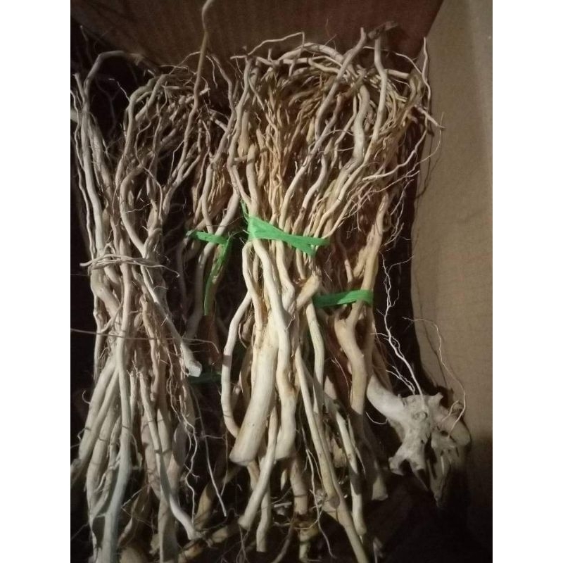 AKAR SENGGANI AQUASCAPE / AKAR SENGGANI NUAT LINTINGAN