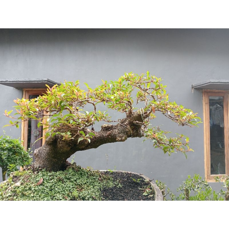 tanaman bonsai pusaka micro daun merah medium jumbo langka