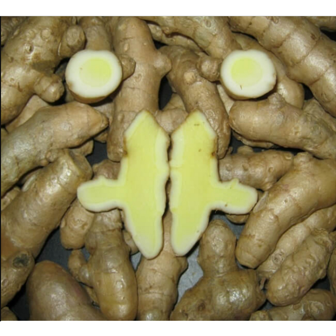 1 kg Kunyit Putih Segar/ Temu Putih/ Kunir Putih Segar