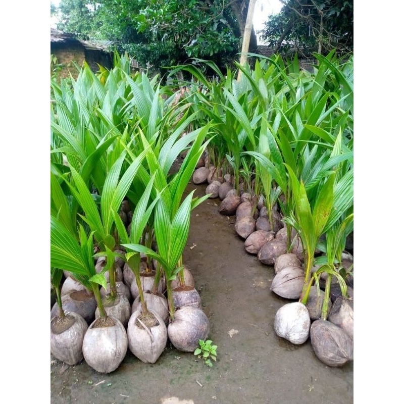 bibit kelapa wulung/kelapa hijau Wulung/kelapa hijau asli