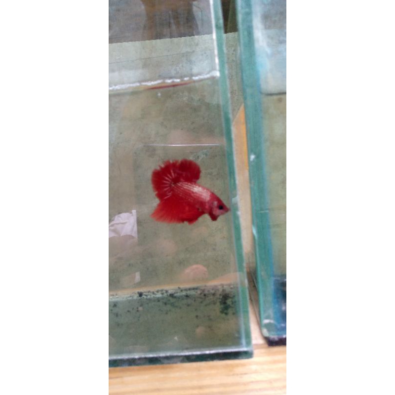 cupang red line Hellboy size m cocok untuk hiasan akuarium/akuascape dan soliter