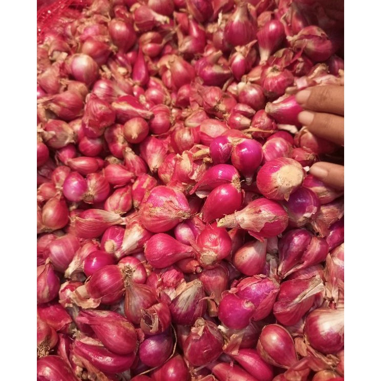 

➤Stock Banyak➤ Bawang merah Brebes 500 gr V71