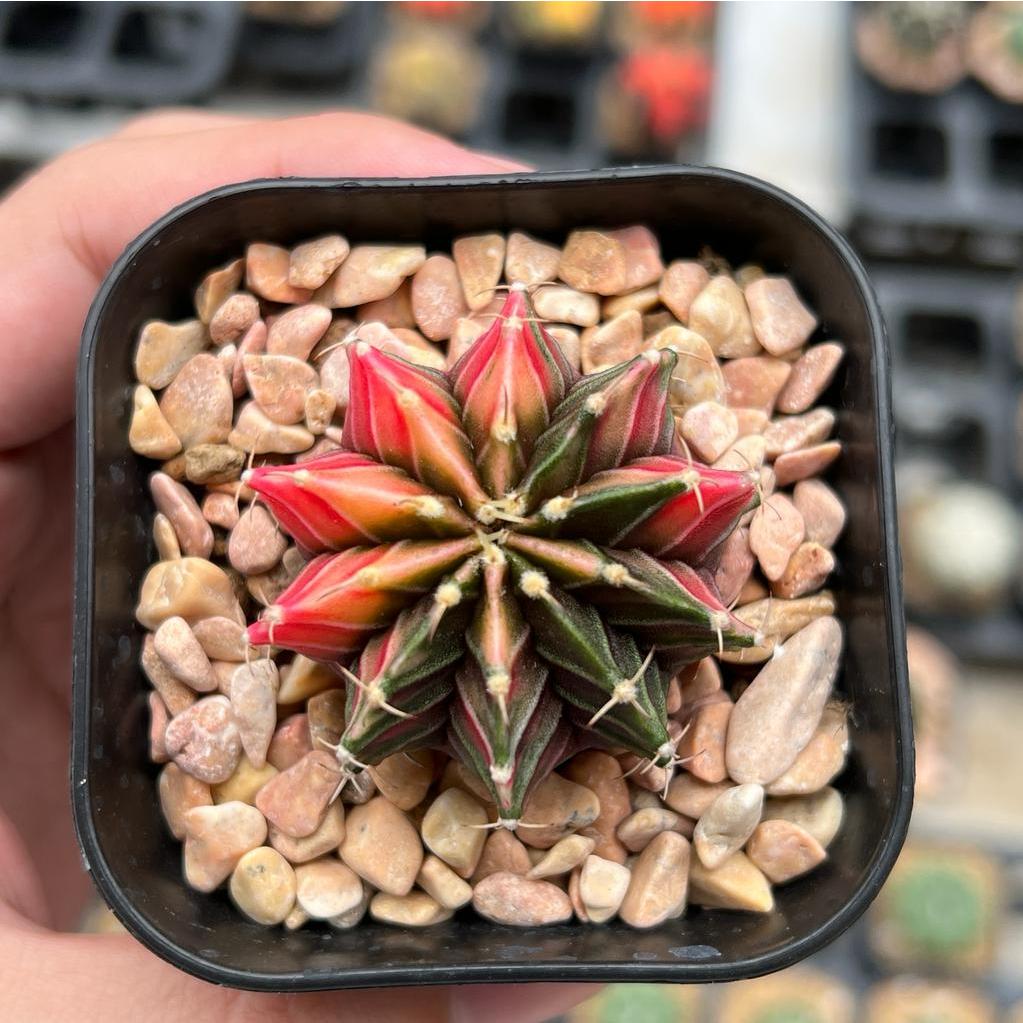 Kaktus Gymnocalycium LB Hybrid Varigata Seedling #4