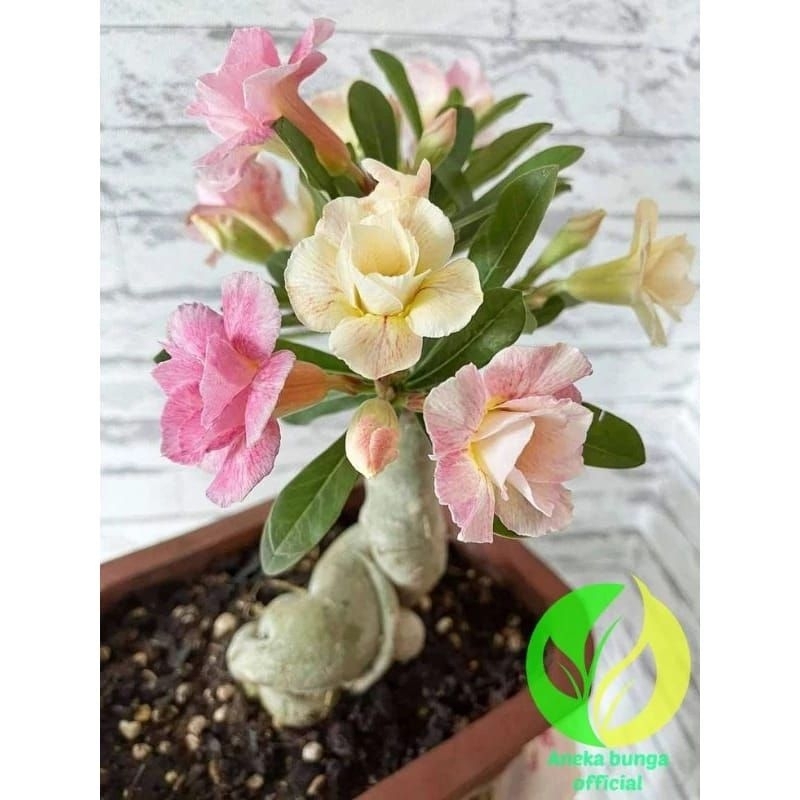 Tanaman hias adenium tumpuk 3 warna
