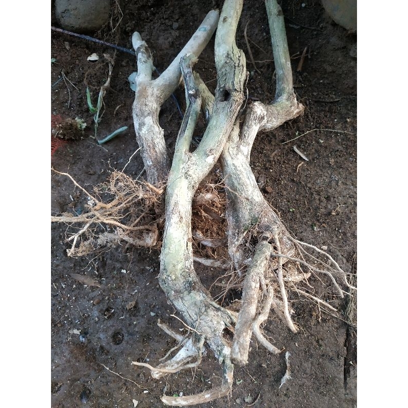 GROSIR BAHAN BONSAI LANTANA / BONSAI LANTANA