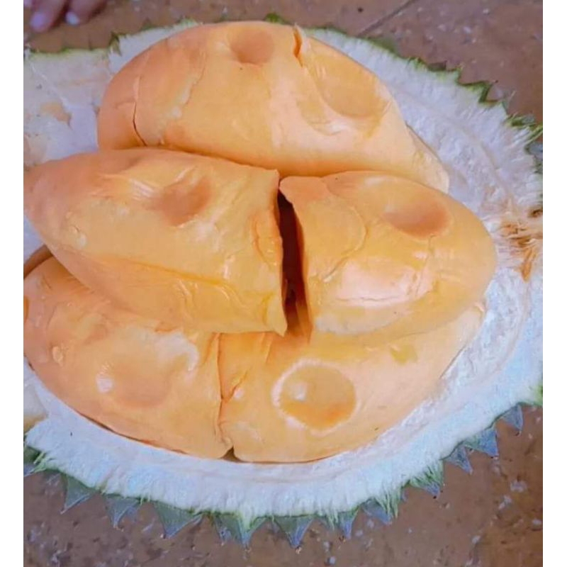 

durian bawor