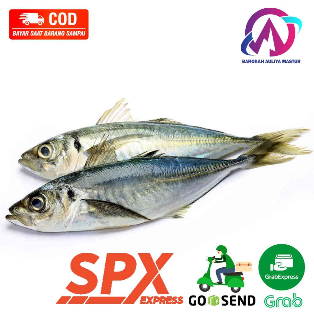 

Ikan Kembung Gambolo Segar Fresh 500 Gram Kirim Instan Ikan Daging Segar BAM Pasar Pasar Online Murah Padang