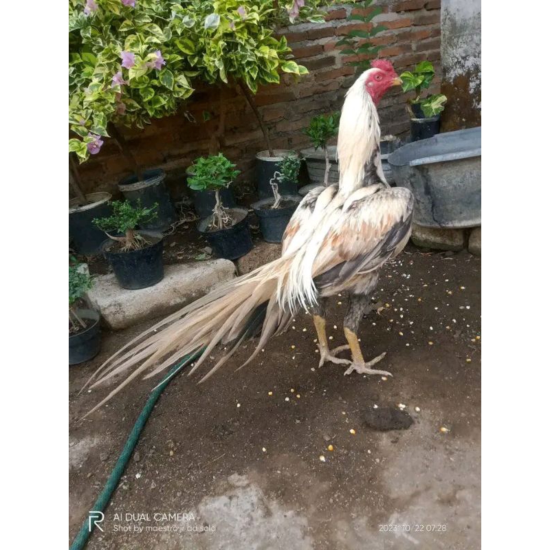 

3 BUTIR TELUR TETAS EKOR LIDI RANDOM SORTIR TERBAIK
