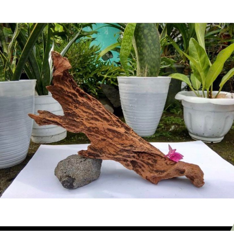 kayu rentek aquascape