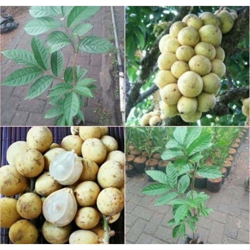 Tanaman Duku Longkong tanpa biji