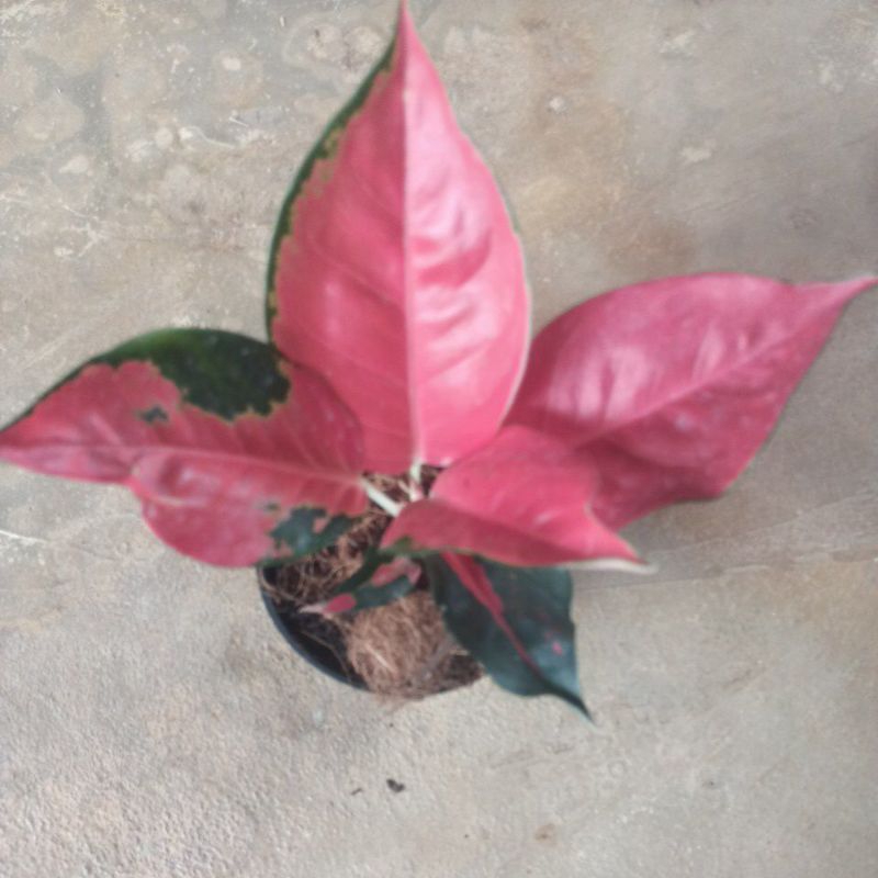 bunga aglonema suksom menor sesuai gambar