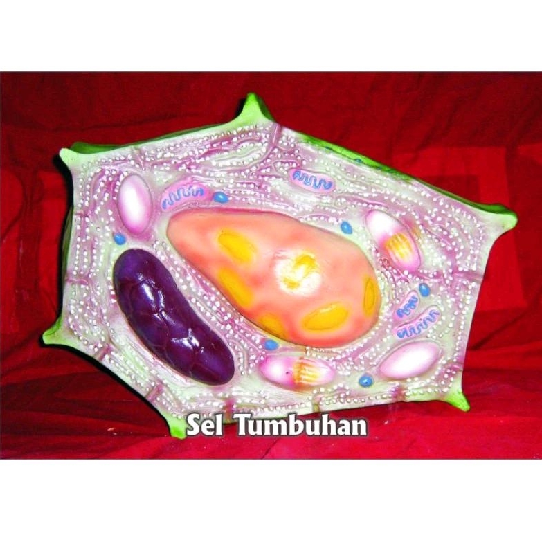 

sel tumbuhan alat peraga pendidikan sel tumbuhan