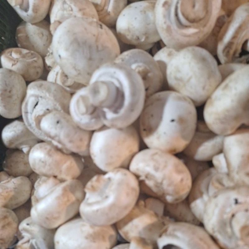 

jamur campinon /kancing 500 gram