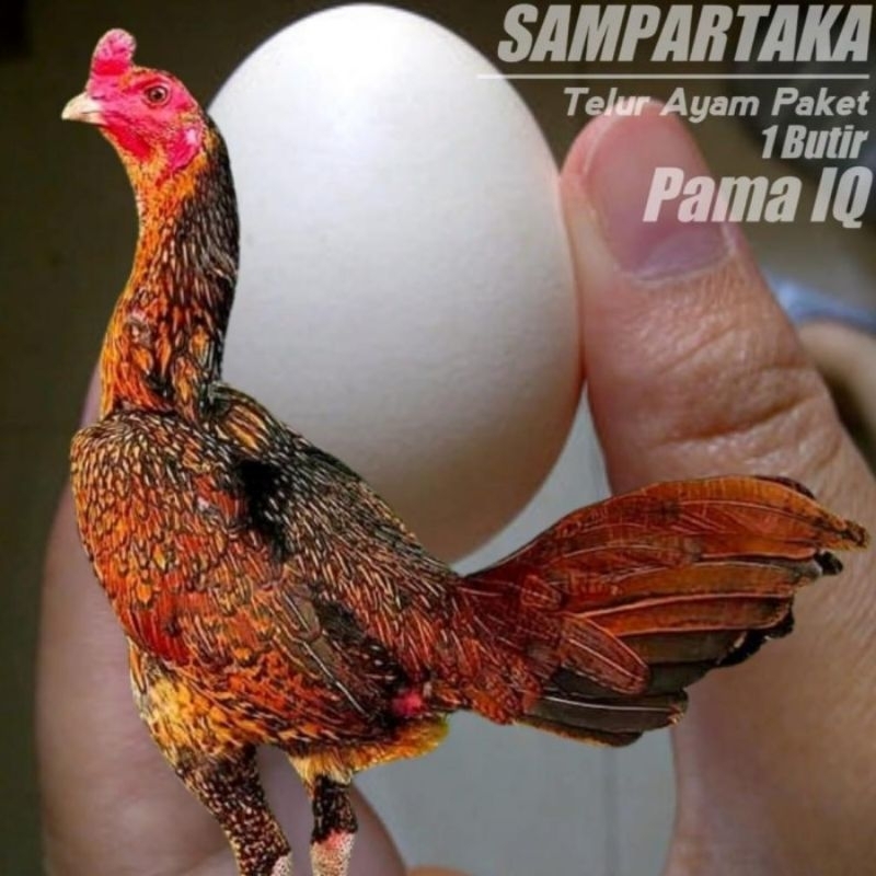 

Ayam PAMA QI VVIP Telur Fertil Anti lock