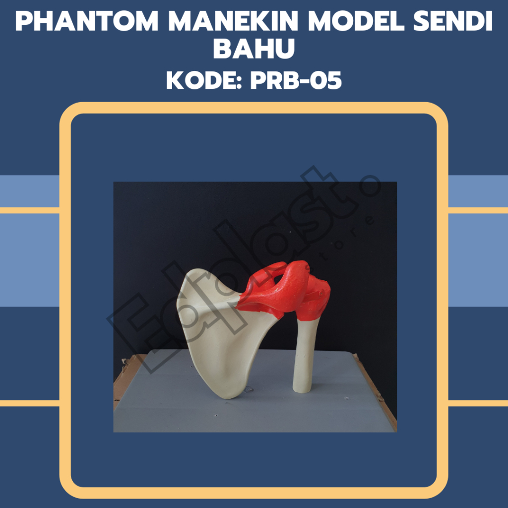 

PHANTOM TORSO ANATOMI | ALAT PERAGA MODEL SENDI BAHU