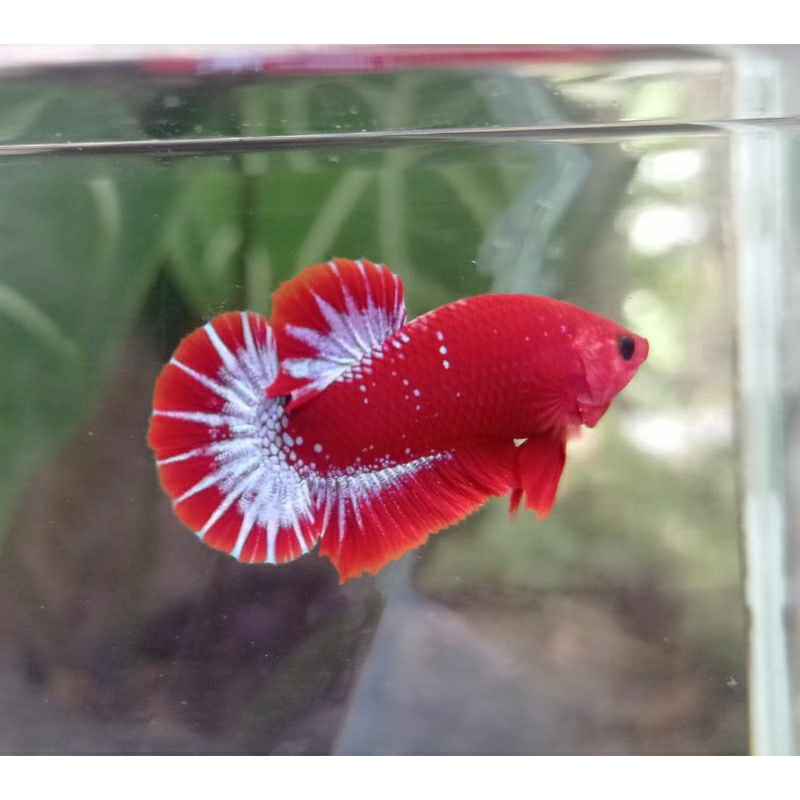 sepasang Hellboy bold