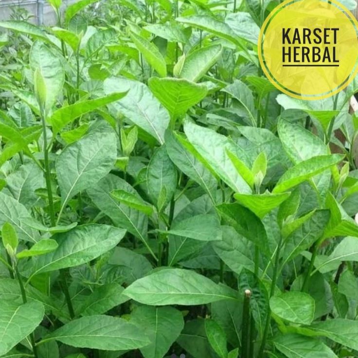 

daun afrika segar | 500 gram daun sambung nyawa segar | herbal diabetes dll