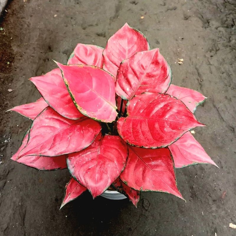 Aglonema Red Anjamani Tanaman Hias/Aglaonema Murah Merah BUKAN bonggol bibit - tanaman hias hidup - bunga hidup - bunga aglonema - aglonema merah - aglonema murah - aglaonema murah - Dekorasi - dekorasi taman