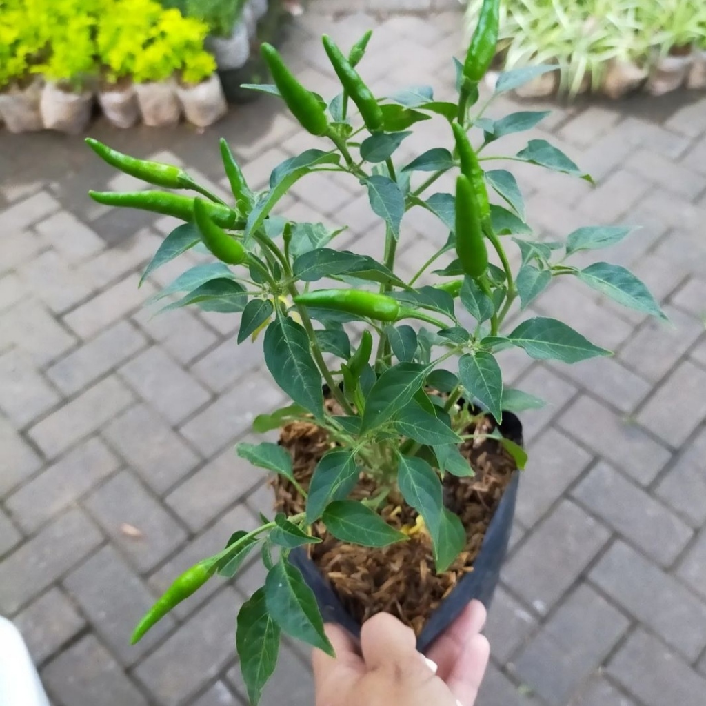 Capsicum / cabai cabe lombok rawit lalap / bibit tanaman hias bunga sayur mayur bumbu dapur toga