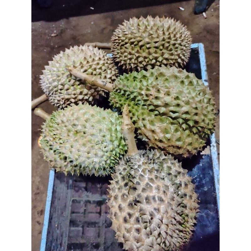 

Durian Bawor Banyumas Harga Per Buah Utuh (±2,3 kg)