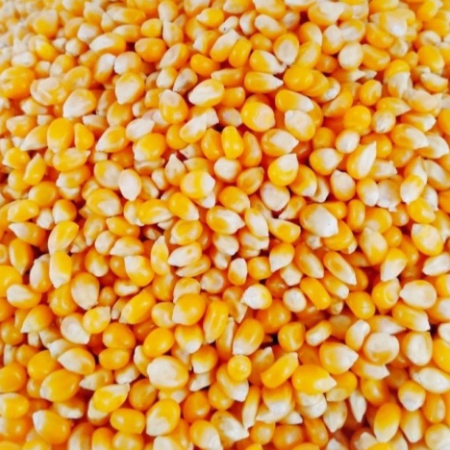 

modelTipe ZBN647 Biji Jagung Popcorn Premium 1kg - Pop Corn Kernel