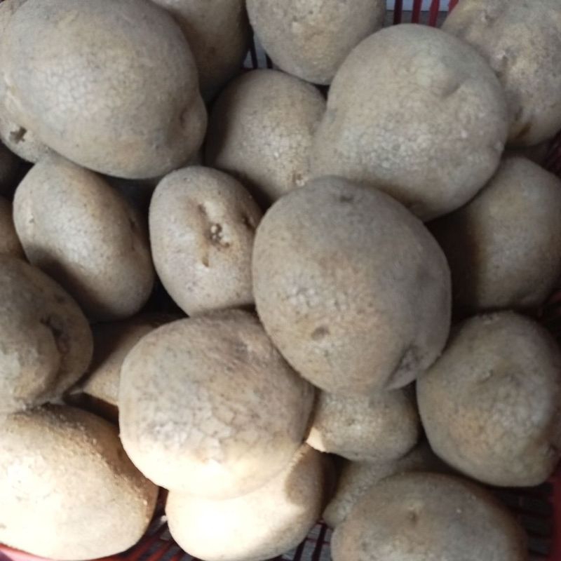 

kantang fresh big size