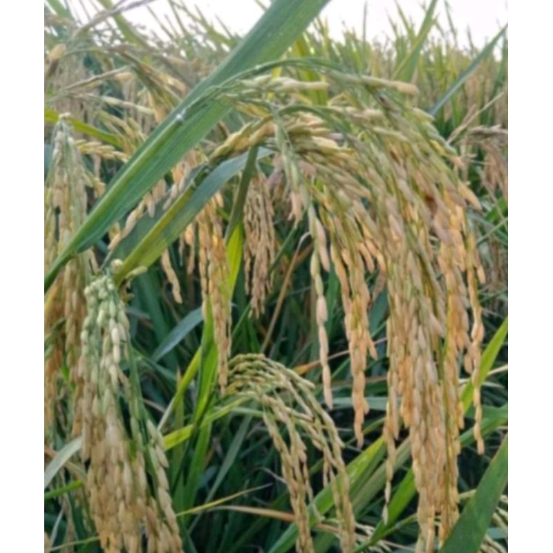 Bibit Padi Tongkol 2 Jumbo Kemasan 5 Kg