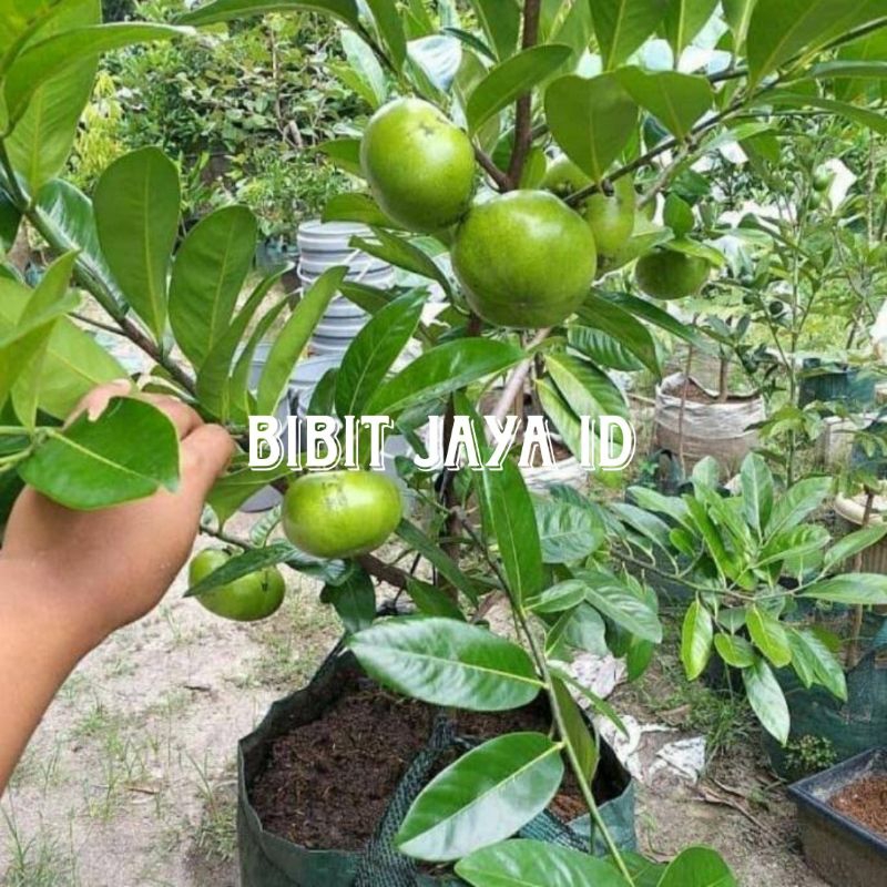 Bibit Tanaman Buah Black Sapote - Pohon Sapote Giant Super (Jumbo)
