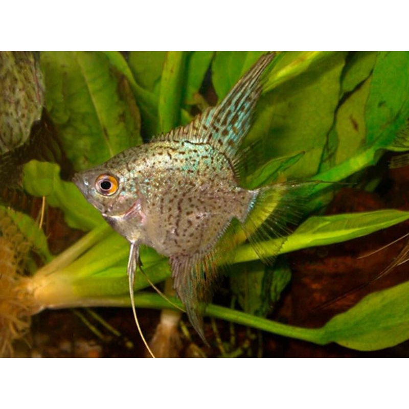 Manfish Leopard/Aksesoris kebutuhan akuarium