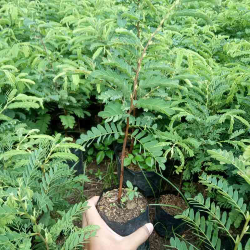 bibit asem jawa, tanaman asem jawa.